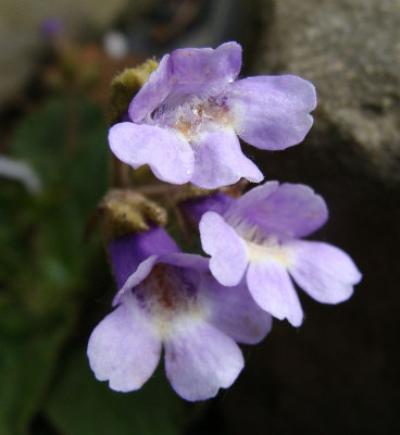 Haberlea rhod x ferdin-co.jpg