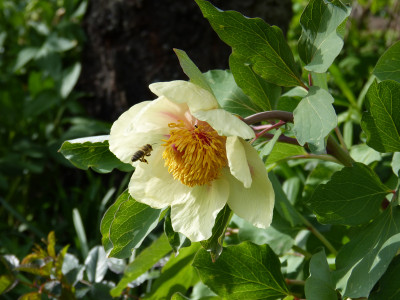 2018-04-28 Paeonia mlokosewitschii 1.jpg