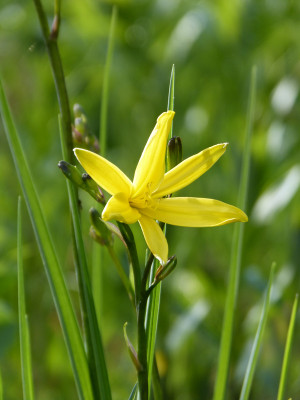 2018-04-28 Hemerocallis.jpg