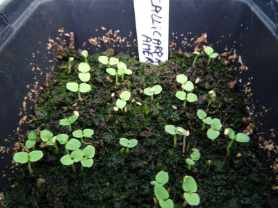Callicarpa americana Germination April 2018.JPG