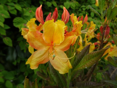 Azalea Schneegold x luteum Unique April 2018.JPG