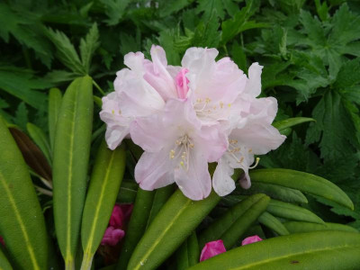 Rhododendron makinoi April 2018.JPG