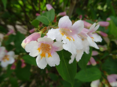 Dipelta floribunda April 2018.JPG