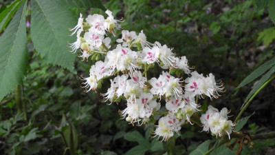 DSCN2568.JPG