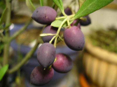 IMGP3248.JPG