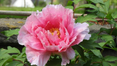 DSCN2591.JPG