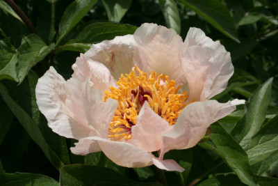 Mai Fleuri.JPG