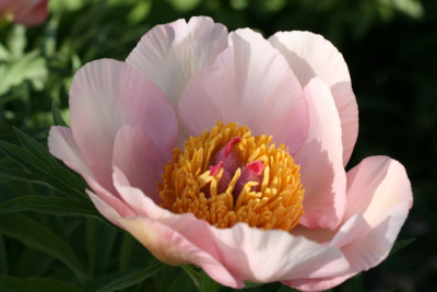 Coral Charme.JPG