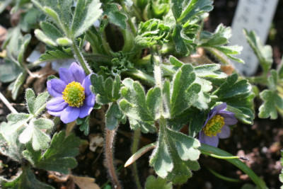 Anemone obtusiloba.JPG