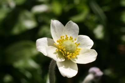 Anemone magelanica.JPG