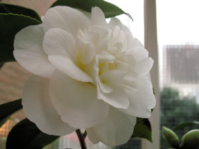 Edelweiss0317k.jpg