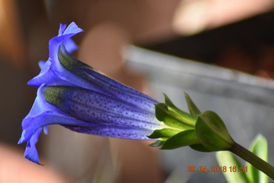 Blüten Ende April 019.JPG