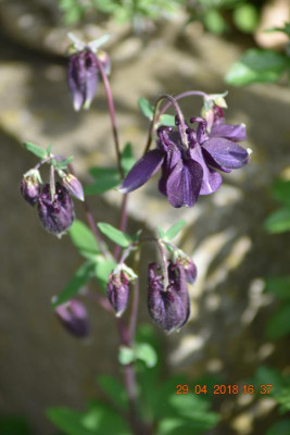Blüten Ende April 003.JPG