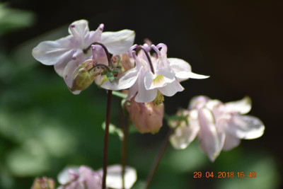 Blüten Ende April 016.JPG