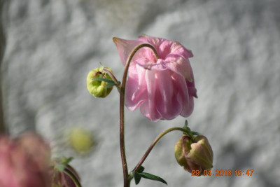Blüten Ende April 015.JPG