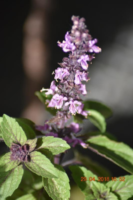 Blüten Ende April 020.JPG