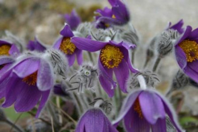 Pulsatilla_Harald.JPG