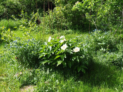 Paeonia Wittmanniana 'Mai Fleurie P4290162.JPG