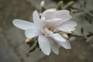 Magnolia_stellata.JPG