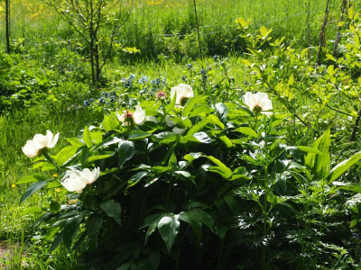 Mai Fleurie P4290174.JPG