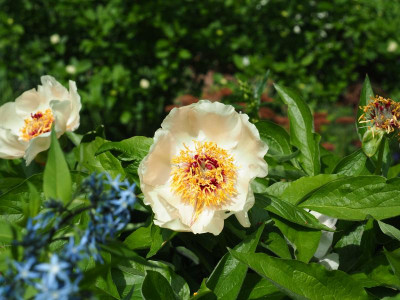 Paeonia Wittmanniana 'Mai Fleurie' P4290164.JPG