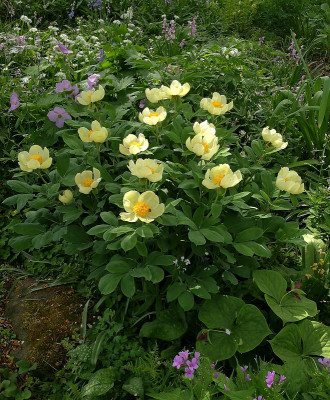 IMG_20180428_103226_ePaeonia daurica ssp mlokosewitschii.jpg