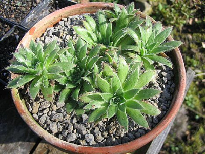 Aeonium_simsii_1_fars_2007.jpg
