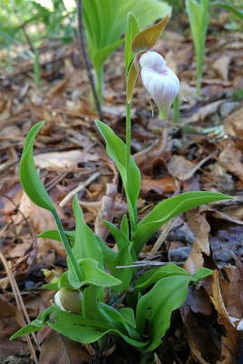 IMG_20180429_140528_eCypripedium plectrochilon.jpg