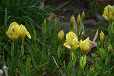 Iris_reichenbachii-18-1.JPG