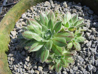 Aeonium_simsii_2_fars_2007.jpg
