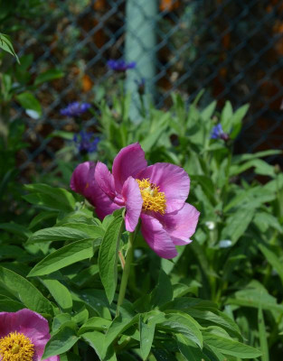 Paeonia_mollis.18-2.jpg