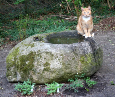 Möhre.jpg