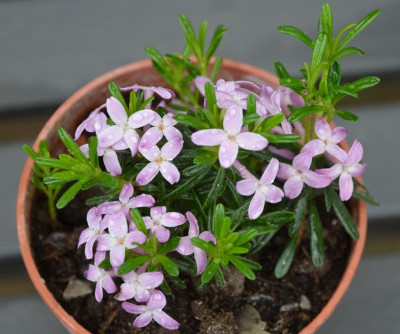 Daphne.18-1.jpg