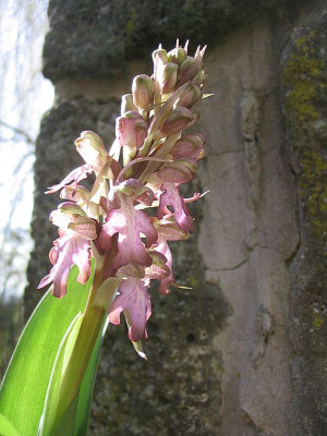 unbekannte_Orchidee_fars_2007.jpg