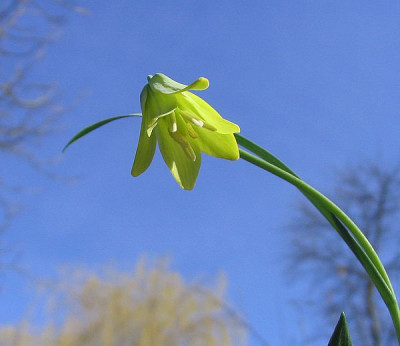 Fritillaria_carica_dwarf_fars_2007.jpg