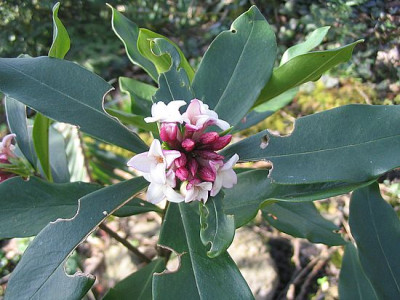 Daphne_odora_3_fras_2007.jpg