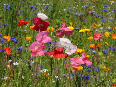 Blumenwiese-1.jpg