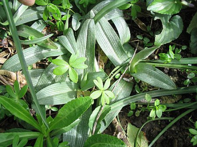 Hymantoglossum_hircinum_fars_2007.jpg