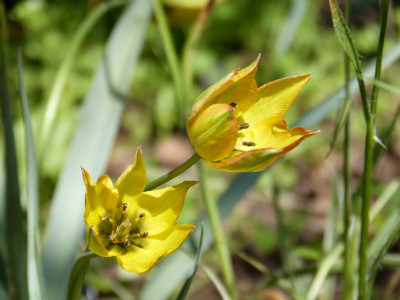 2018-04-29 Tulipa orphanidea flava.jpg