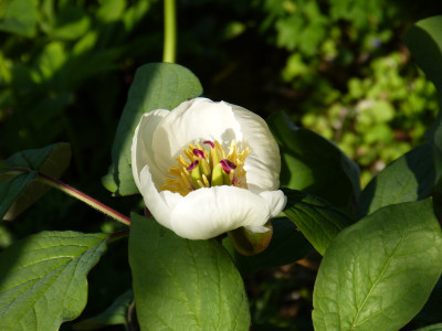 2018-04-29 Paeonia obovata NC.jpg
