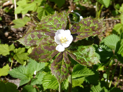 2018-04-29 Podophyllum hexandrum.jpg