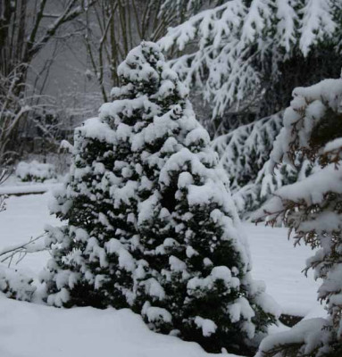 Buxpyramide_im_Schnee.jpg