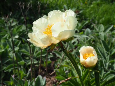 Paeonia Saunders 'Starlight' P4290184.JPG