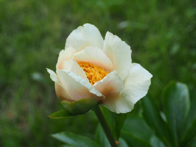 Paeonia Mlokosewitschii 'Claire de Lune' P4290180.JPG