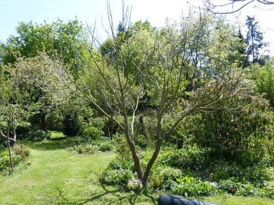 2018-04-29 Catalpa bignonioides 'Aurea'.jpg