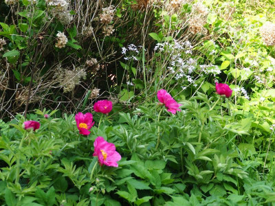 Paeonia officinalis P4290182.JPG
