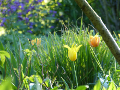 2018-04-29 Gartenimpressionen 4.jpg