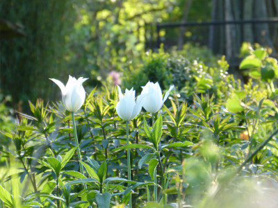 2018-04-29 Gartenimpressionen 5.jpg