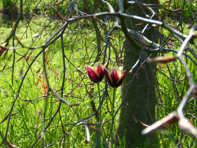2018-04-29 Gartenimpressionen 1.jpg