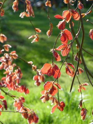 2018-04-29 Gartenimpressionen 2.jpg